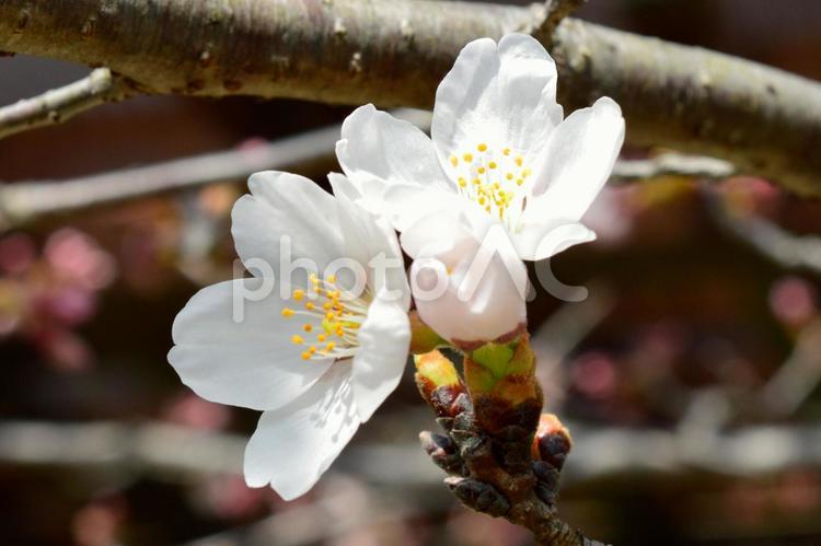 春の日差しに輝く桜の花 桜,さくら,春の写真素材