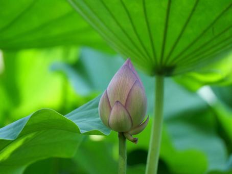 蓮の花 蓮の花の写真