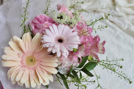 ピンク色のガーベラの花束　白背景 花,ガーベラ,花束の写真素材