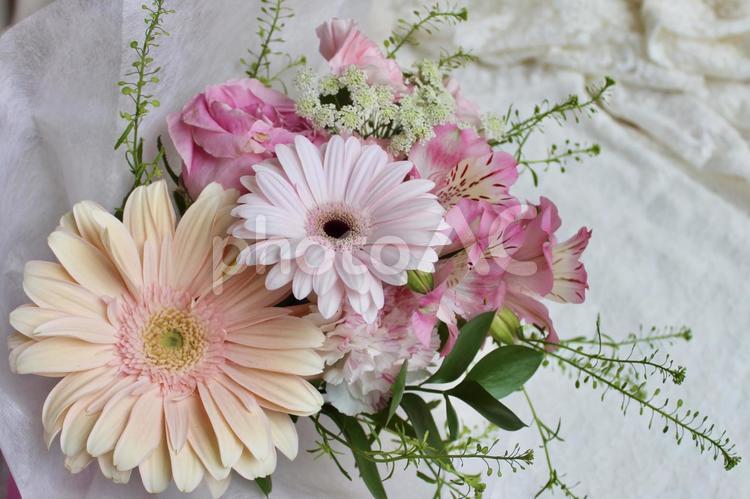 ピンク色のガーベラの花束　白背景 花,花束,ブーケの写真素材
