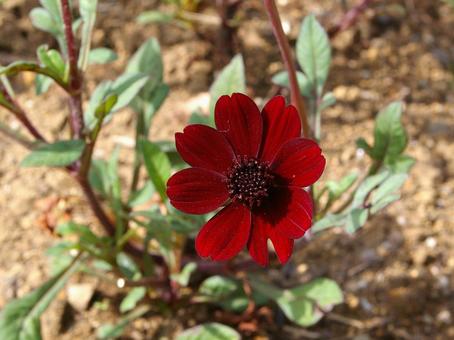 ベニコスモスの写真