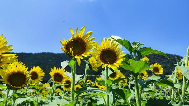 夏を抱きしめる花畑 夏を抱きしめる花畑の写真