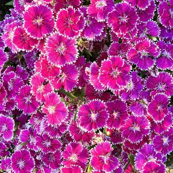 花★ナデシコ・撫子・Dianthus 花★ナデシコ・撫子・Dianthusの写真