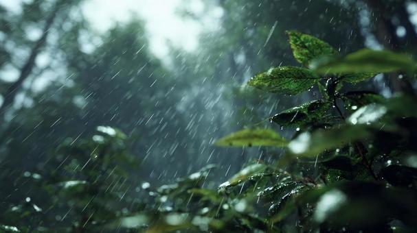 しっとり濡れる葉と雨粒 しっとり濡れる葉と雨粒の写真