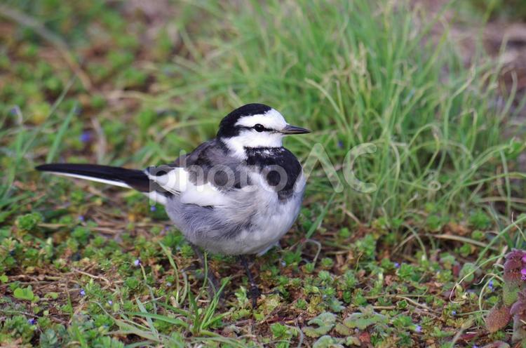 ハクセキレイ８ 鳥,野鳥,水辺の鳥の写真素材