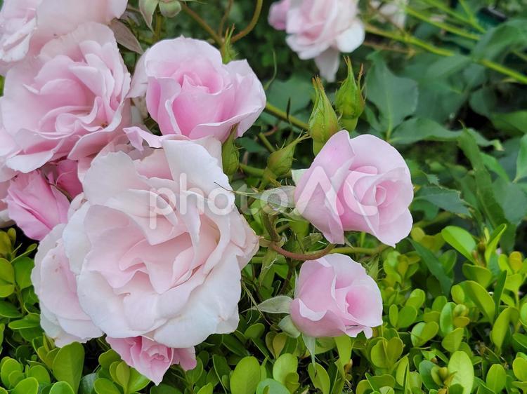 花 ピンクの薔薇 202205 (3) 植物,花,はなの写真素材