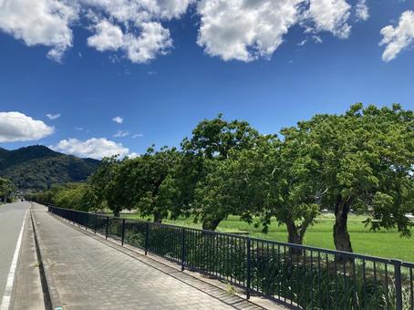 夏の櫨並木 夏の櫨並木 夏,ハゼ,並木道の写真素材