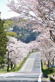 桜並木 桜並木の写真