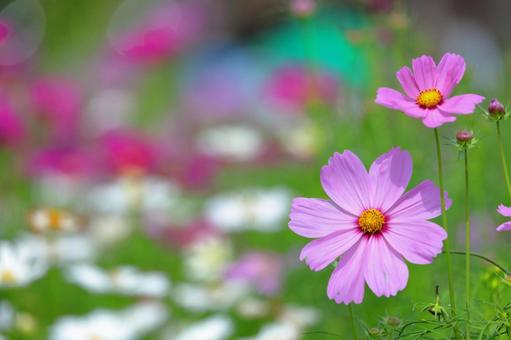 コスモスの花園-1 コスモスの花園-1の写真