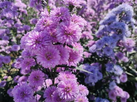 友禅菊 菊,友禅菊,花の写真素材