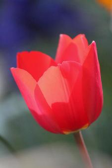Tulip flowers, JPG Tulip flowers, JPG