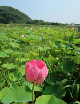 鳴門古代ハス 鳴門古代ハス ピンク,7月,ハスの写真素材