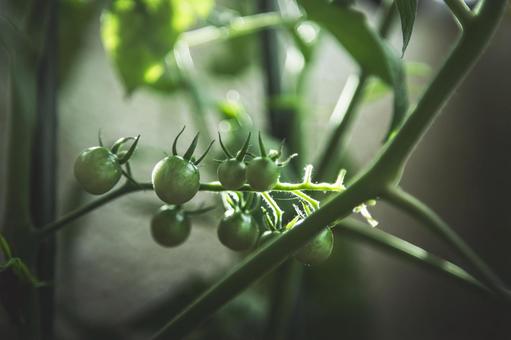 植物 植物の写真