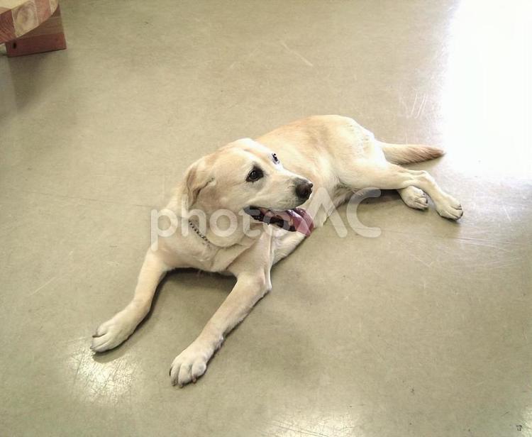 犬「鋭意待機中…」 犬,大型犬,ラブラドールの写真素材