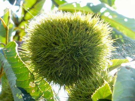 【植物写真】イガグリ(毬栗) 【植物写真】イガグリ(毬栗) イガグリ,毬栗,自然の写真素材