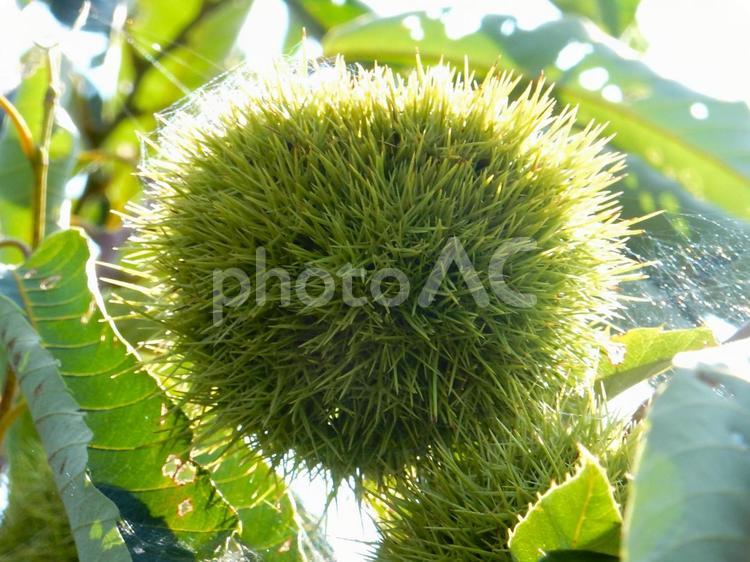 【植物写真】イガグリ（毬栗） イガグリ,毬栗,自然の写真素材