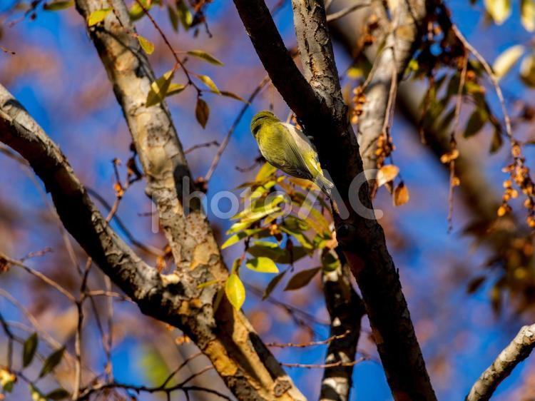 木にとまるメジロの後ろ姿 メジロ,野鳥,鳥の写真素材