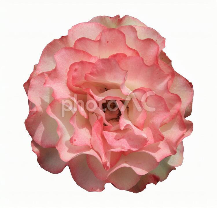 切り抜き写真素材　エガントなバラの花 20-77 【PSDは背景透過】 バラ,薔薇,バラの花の写真素材