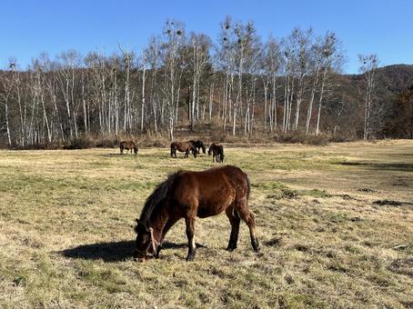 木曾馬 木曾馬,馬,動物の写真素材