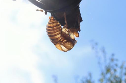 蝉の抜け殻 蝉の抜け殻の写真