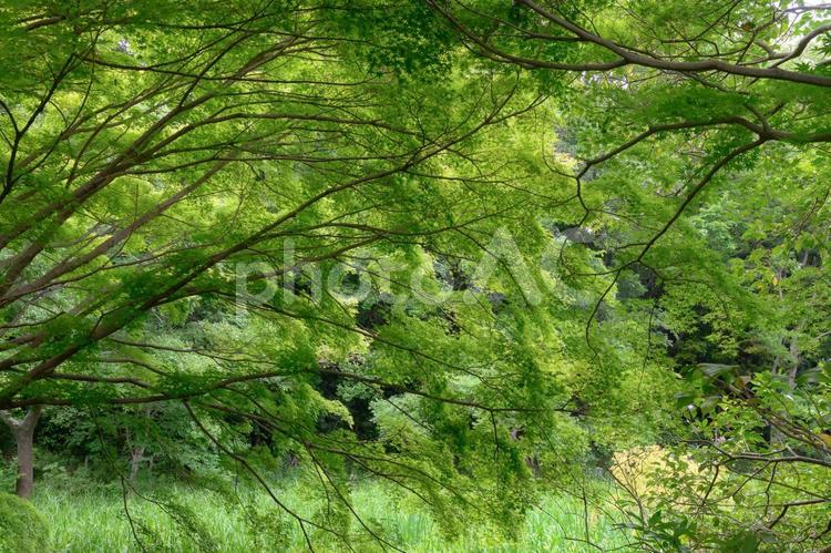 爽やかな新緑のイメージ 緑,森林,緑色の写真素材