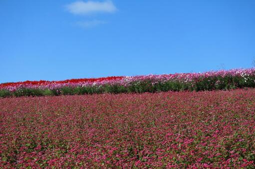 青空と赤そばの花畑と秋桜とサルビアの花畑 青空,赤そば,花畑の写真素材