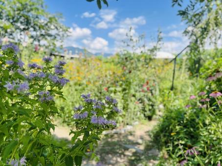 Photo, a garden, summer, flower, 