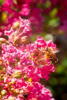 百日紅の紅い花 百日紅の紅い花 サルスベリ,百日紅,ヒャクジツコウの写真素材