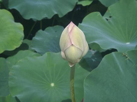 ひらきかけの蓮の花 ひらきかけの蓮の花の写真