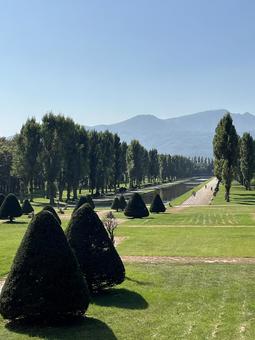 公園の並木 公園の並木 空,自然,風景の写真素材