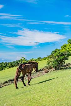 鹿児島　開聞山麓自然公園（トカラ馬牧場） 開聞山麓自然公園,トカラ馬牧場,開聞岳の写真素材