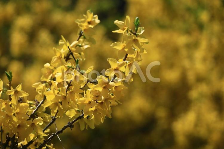 黄金色の花が爆発するように咲く レンギョウ,花,モクセイ科の写真素材