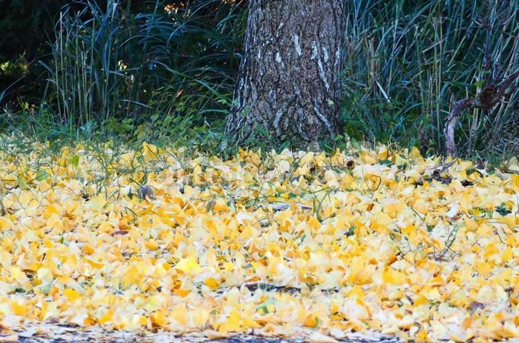 イチョウ散ってもきれいだね イチョウの葉,黄色い,集合体の写真素材