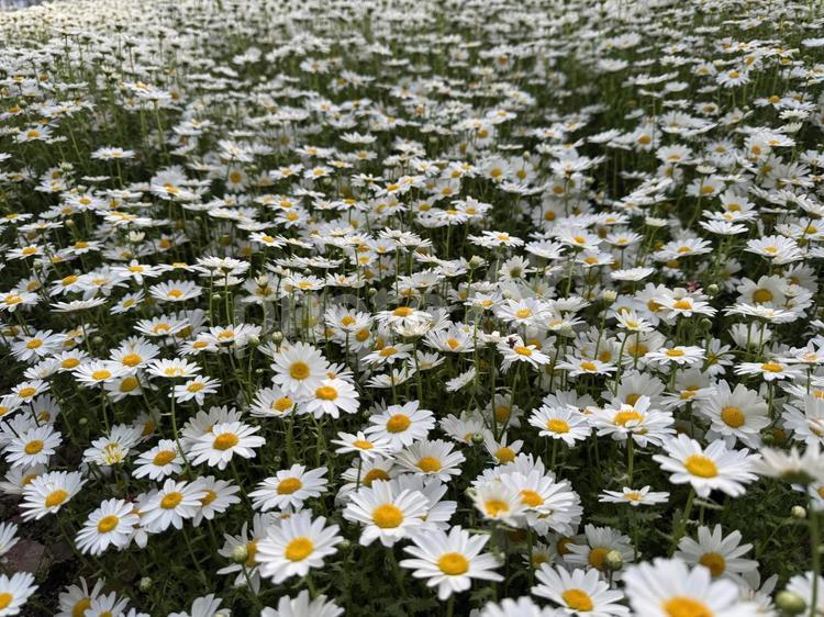 ヒナギクの花畑 ヒナギク,フランスギク,キクの写真素材