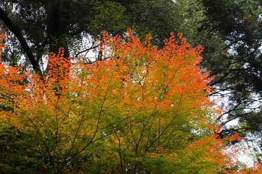 善峯寺の紅葉 善峯寺,紅葉,よしみねでらの写真素材