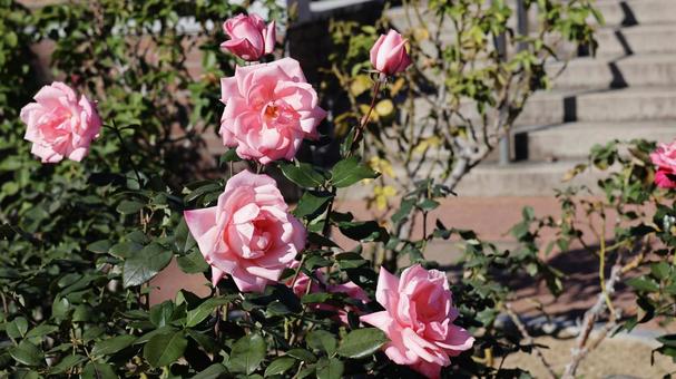 【花の写真】ばらの花 rose,植物,園芸の写真素材