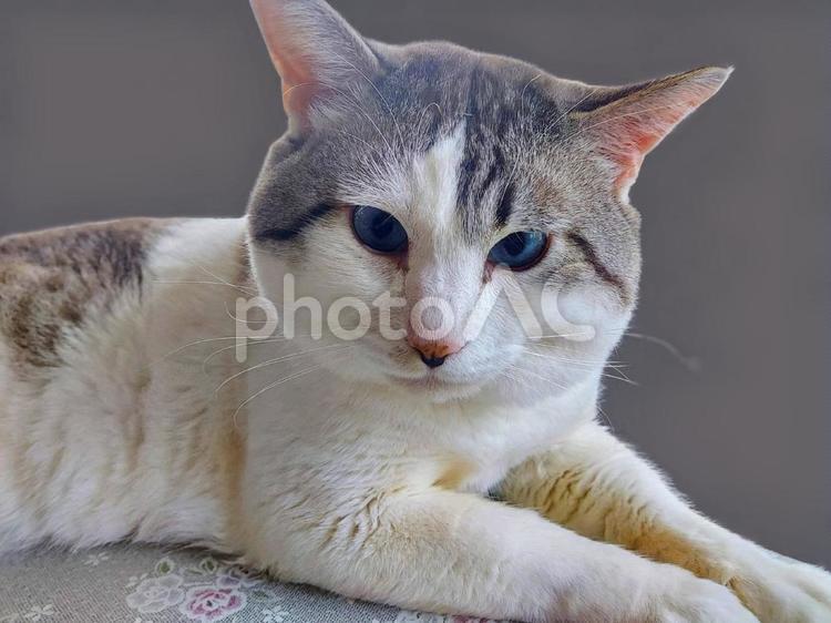 こちらを見る猫 ネコ,cat,アニマルの写真素材