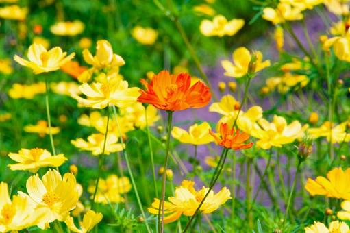 Yellow Cosmos 2, JPG