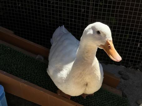 アヒル アヒル 北海道,自然,動物の写真素材