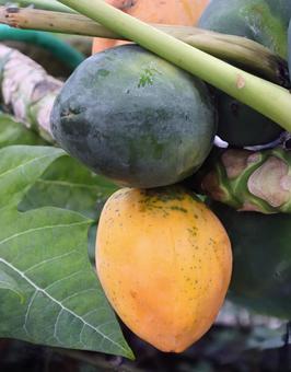 沖縄の貴重品 パパイヤ,食べ物,風景の写真素材