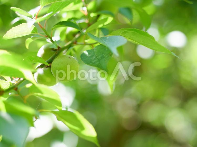 新緑と梅の実 梅,葉,葉っぱの写真素材
