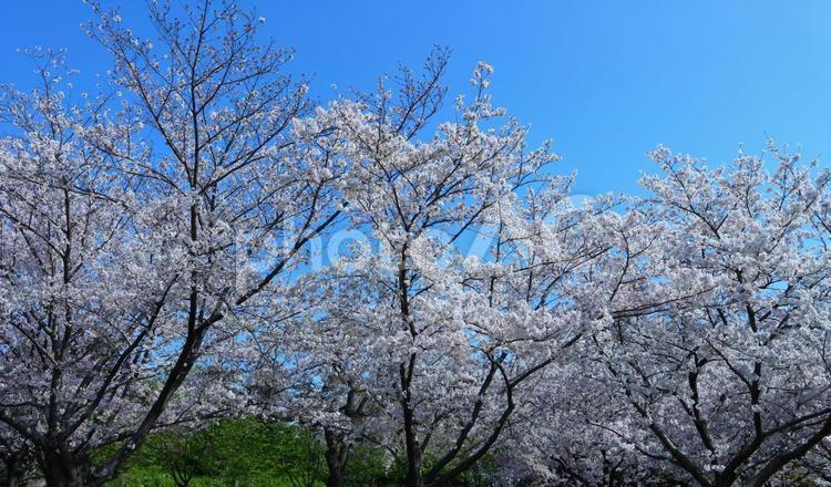 桜咲く季節 桜,さくら,サクラの写真素材