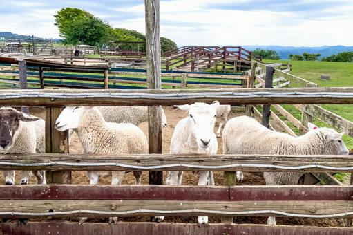 マザー牧場の柵から顔をのぞかせる可愛い羊 ヒツジ,牧場,家畜の写真素材