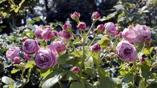Photo, rose, plant, gardening, 