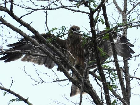 高い木の上で羽を広げるトビの写真