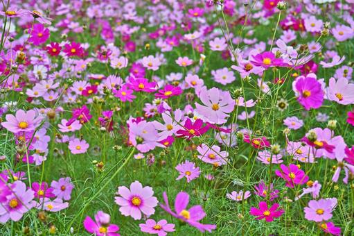 コスモスの写真