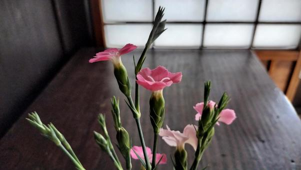 撫子の花 撫子の花 撫子,なでしこ,ピンクの写真素材