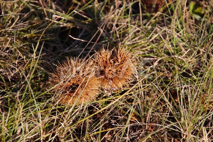 枯れ草の上のクリ クリ,栗,いがぐりの写真素材