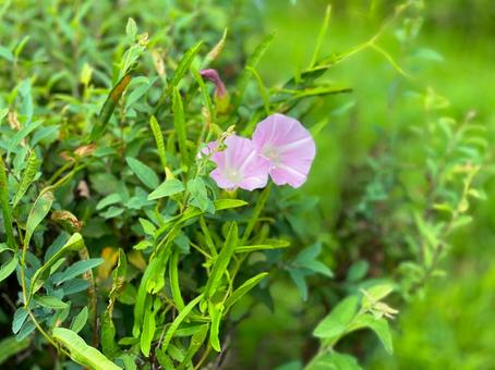 あさがお あさがお,朝顔,花の写真素材