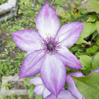 花写真 クレマチス 花写真 クレマチスの写真